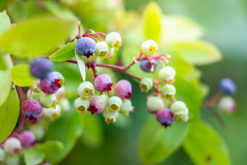 Beautiful bunches of blueberries, delicious and healthy blueberries in the forest, garden. Ripening berries, blueberries from green to blue, black.