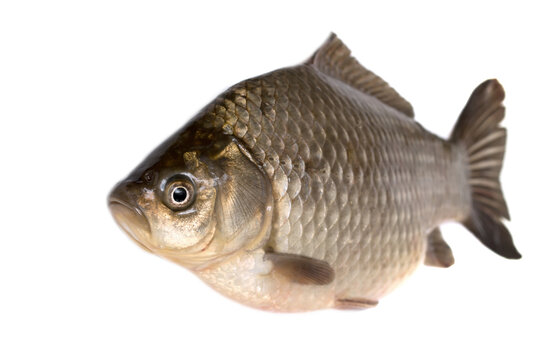 carp fish isolated on white background