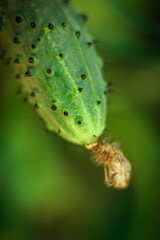 Green vegetable cucumber close-up on a dark black background. Cucumber grows on a cucumber plant in the garden in summer. fresh vegetable cucumber.