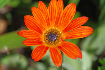 Fleur du jardin botanique de Roscoff