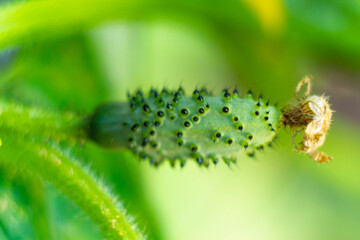 Growing cucumbers in the garden. A young cucumber with a dried yellow flower at the tip and prickly thorns.