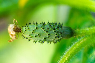 A young cucumber with a dried yellow flower at the tip and prickly thorns. A small cucumber for canning in a jar.