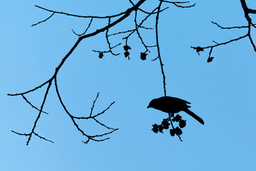 Silhouette of white-eared bulbul on bare branch