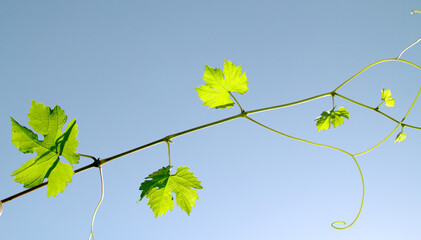 vine sprout against the sky