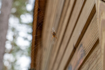 Spider web on wooden wall