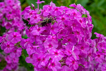 Beautiful Mauve Flower