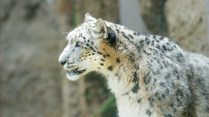 ユキヒョウ