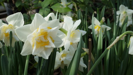 Fototapeta premium daffodils in spring