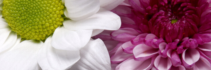 close-up detail of colorful flowers 