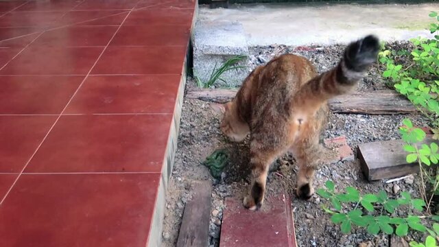 Back side view of Funny tabby cat or tiger kitten pooping on soft ground with gravel stone sand or soil & trying to cover poop by front feet at house backyard in tropical summer sunlight, Slow Motion