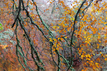 Path in Autumn forest, Loch Insh, Kincraig, Scotland, UK