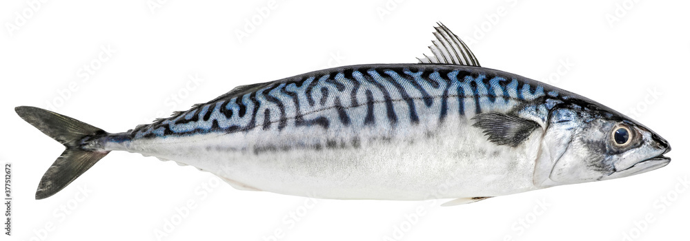 Wall mural mackerel fish isolated on white background. fresh seafood