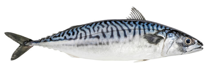 Mackerel fish isolated on white background. Fresh seafood - obrazy, fototapety, plakaty