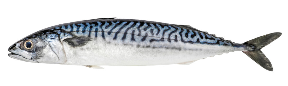 Mackerel fish isolated on white background. Fresh seafood