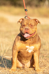 Young american  bully