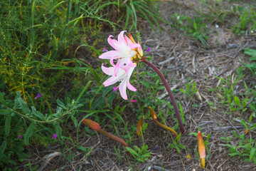 Flowers of Jersey or belladonna lily plant