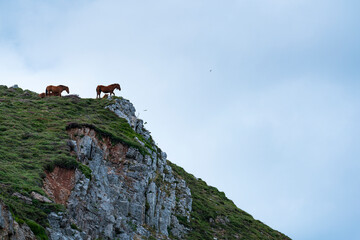 Caballos (Equus ferus caballus). Massif of Las Ubiñas between Asturias and Leon. In the Natural...
