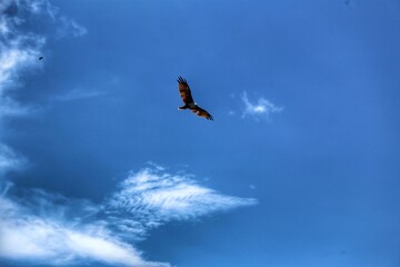 eagle in flight