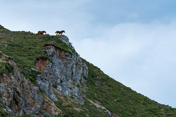 Fototapeta na wymiar Caballos (Equus ferus caballus). Massif of Las Ubiñas between Asturias and Leon. In the Natural Parks of Las Ubiñas-La Mesa in Asturias and the Natural Park of Babia y Luna in Leon, Spain, Europe