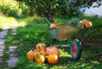 Autumn vegetables in the garden. Ripe pumpkins are stacked in a garden cart. Collected in a pile of...