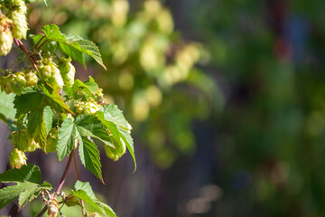 The arched shoot of wild hops in the autumn Park is entwined with the thinnest spider web. Narrow focus.
