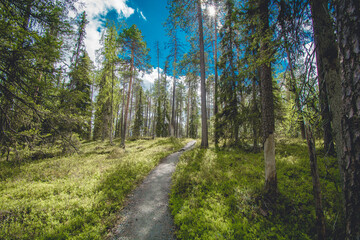 Fototapeta na wymiar hiking footpath in beautiful wilderness in Finland