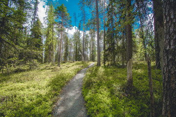 Obraz premium hiking footpath in beautiful wilderness in Finland