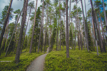 hiking footpath in beautiful wilderness in Finland