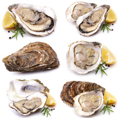 Fresh Oyster on a white background