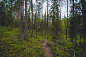 Obraz premium hiking footpath in beautiful wilderness in Finland