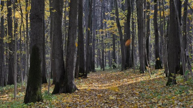 Fall of the leaves in the autumn forest in a windy day.