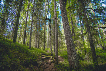 hiking footpath in beautiful wilderness in Finland