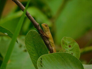 green tree frog