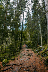Fototapeta na wymiar A path in a German forest