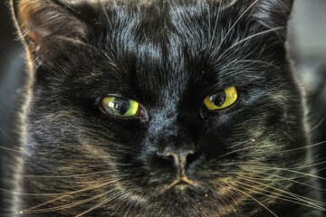 black cat portrait