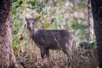 Dears in the wild.