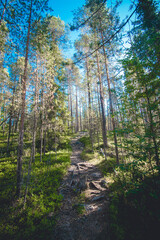 Obraz premium hiking footpath in beautiful wilderness in Finland