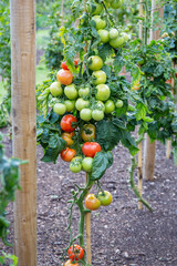 Growing tomatoes on the vine