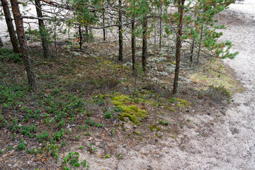 Fototapeta premium Footpath in damp pine forest