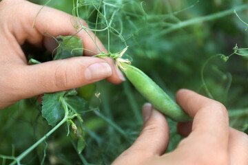 Woman picking fresh green pea pods outdoors, closeup