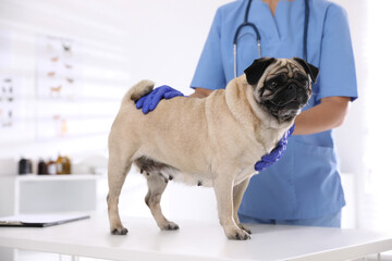 Veterinarian examining cute pug dog in clinic, closeup. Vaccination day