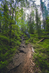 Fototapeta na wymiar hiking footpath in beautiful wilderness in Finland