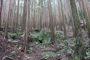日本の山に生息する植物と景色