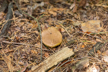 A small light Suillus bovinus Jersey cow mushroom bovine bolete close-up grows in the grass in dry coniferous needles in the moss in the forest. Horizontal orientation. High quality photo
