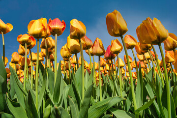Up view of the tulips blossom to a pur blue sky in Lisse tulip bulb farm, Netherlands