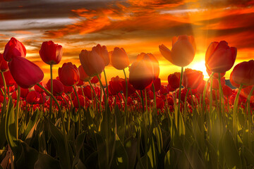 Fototapeta na wymiar Fence of red tulips flower at the sunset moment with a burning chaotic sky, Netherlands