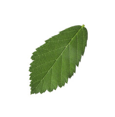 Fresh green blackberry leaf isolated on white