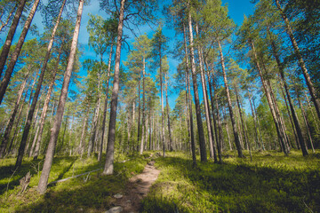 hiking footpath in beautiful wilderness in Finland