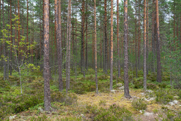 Obraz premium Footpath in damp pine forest