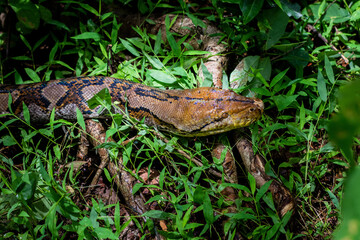 Boa snake in the garden 